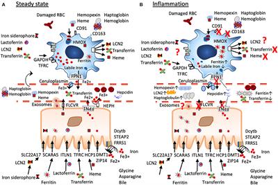 Iron-Deficiency in Atopic Diseases: Innate Immune Priming by Allergens and Siderophores